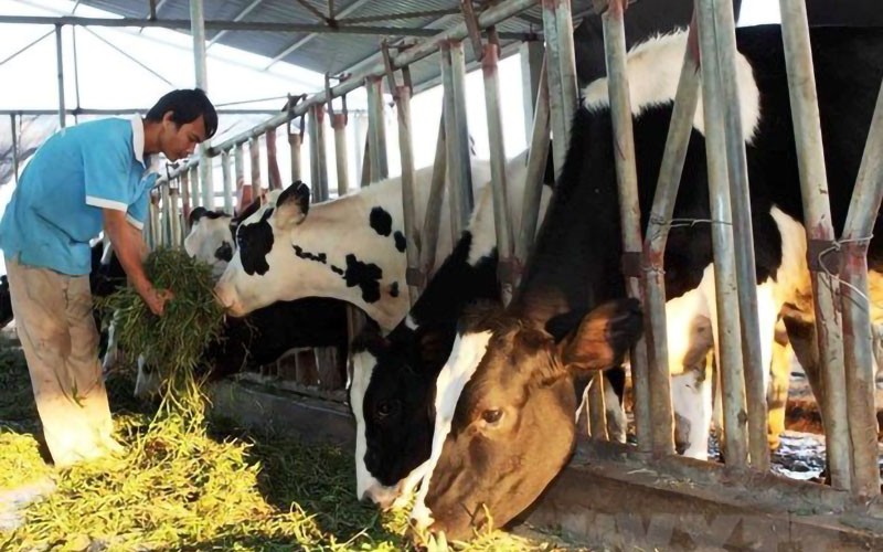 Trang trại chăn nuôi bò sữa của hộ nông dân ở Hà Nam. (Ảnh VŨ SINH)