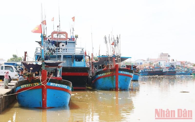 Giá nhiên liệu tăng cao, nhiều tàu cá có công suất lớn của ngư dân Ninh Thuận phải nằm bờ những tháng qua. 