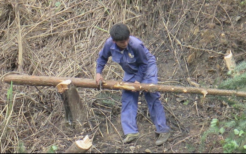 Một số hộ dân ở xã Bắc Thủy, huyện Chi Lăng (Lạng Sơn) chặt phá cây rừng để lấy đất sản xuất.
