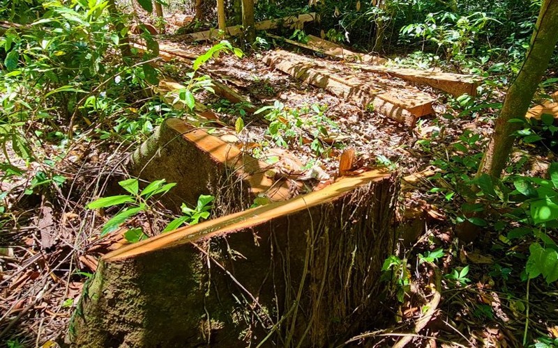  Hiện trường vụ phá rừng ở xã Trường Sơn (Quảng Bình).