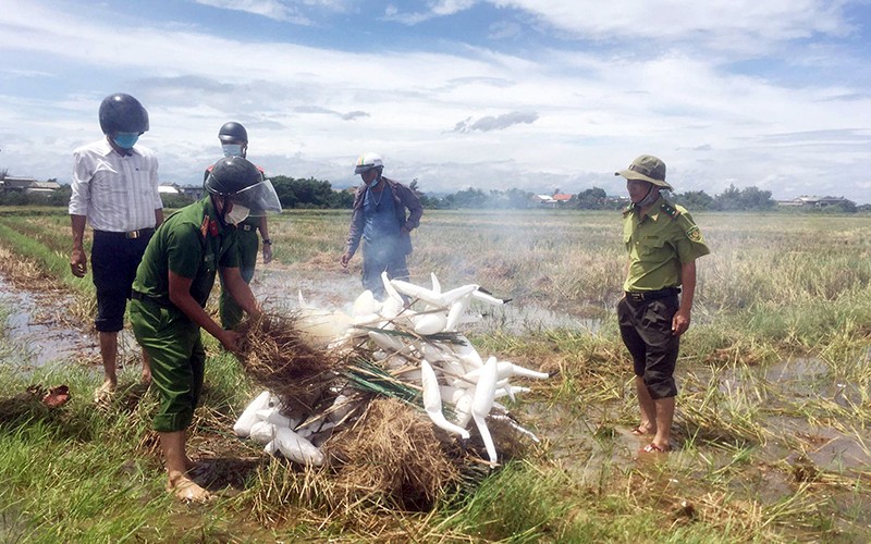 Lực lượng chức năng tỉnh Thừa Thiên Huế tổ chức thu gom và tiêu hủy các dụng cụ bẫy chim trên cánh đồng tại xã Lộc Trì, huyện Phú Lộc. (Ảnh VĂN DINH) 