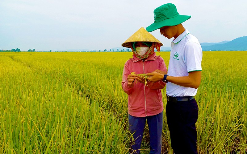 Cán bộ kỹ thuật Tổng công ty Sông Gianh kiểm tra sự sinh trưởng và phát triển của lúa ST25 tại xã Quảng Tiên, thị xã Ba Ðồn.