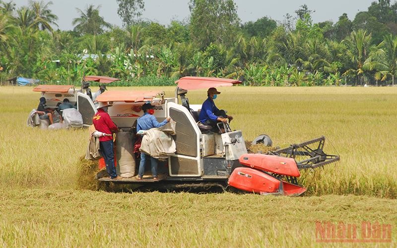 Bà con nông dân huyện Cái Bè, tỉnh Tiền Giang thu hoạch lúa hè thu năm 2022.
