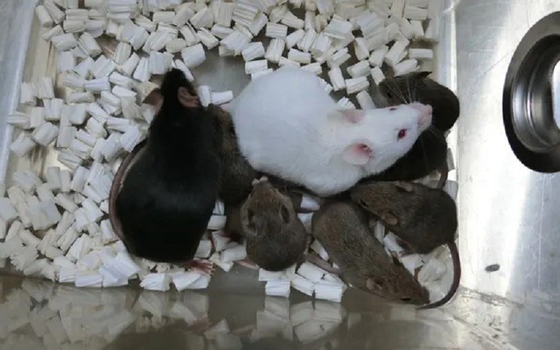 Dorami - chuột đen bên trái là con chuột nhân bản đầu tiên từ tế bào da đông khô. (Ảnh: Đại học Yamanashi)