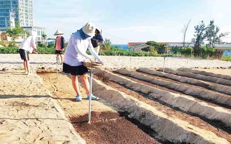 Du khách trải nghiệm trồng tỏi khi tham gia mô hình du lịch cộng đồng "Kỳ bí đảo núi lửa Lý Sơn".