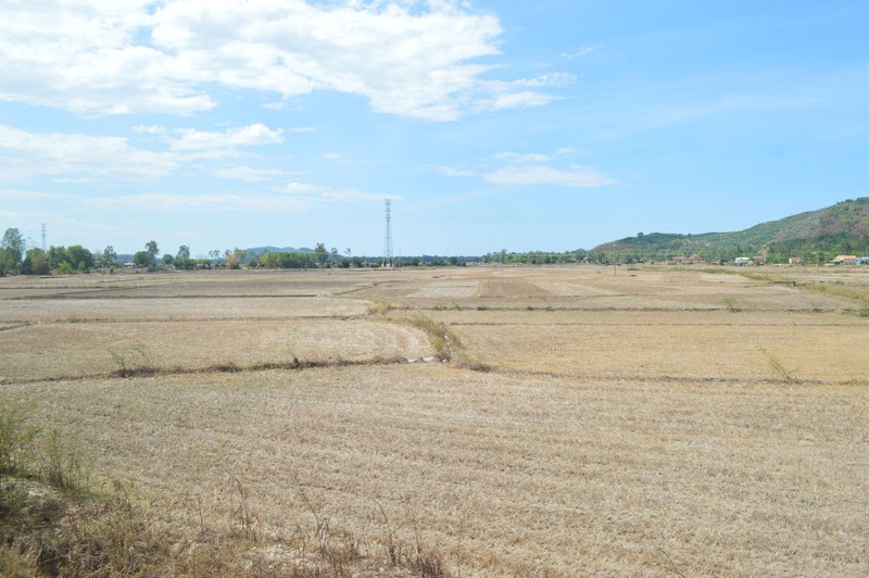 Hằng năm, tại vùng khô hạn Phổ Cường, Phổ Khánh (thị xã Đức Phổ) có khoảng 1.000 ha đất nông nghiệp bỏ hoang.