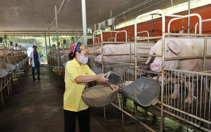 Trang trại nuôi lợn cho năng suất cao tại thành phố Long Khánh (Đồng Nai). (Ảnh THANH TRÚC) 