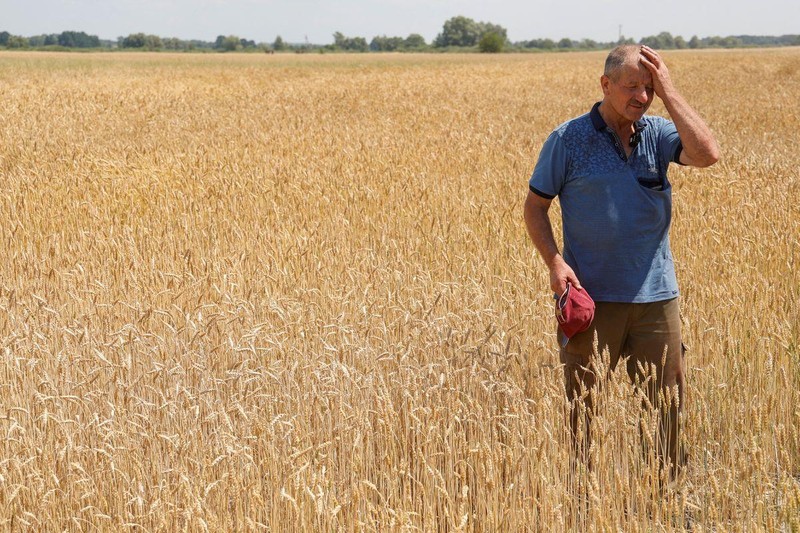 Một cánh đồng lúa mì ở vùng Chernihiv của Ukraine. (Ảnh: REUTERS)