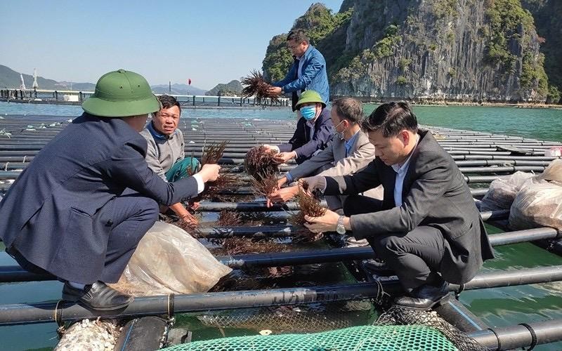 Mô hình nuôi rong biển với vật liệu và kỹ thuật mới trên địa bàn tỉnh Quảng Ninh.