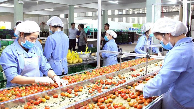 Lao động tại Công ty TNHH Sản xuất thương mại nông sản Phong Thúy huyện Ðức Trọng, tỉnh Lâm Ðồng (Ảnh minh họa: nhandan.vn).