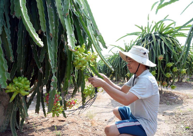 Người nông dân huyện Chợ Gạo (Tiền Giang) chuyển đổi đất lúa kém hiệu quả sang trồng thanh long.