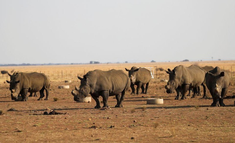 Tê giác tại khu bảo tồn tê giác tư nhân lớn nhất Nam Phi Buffalo Dream Ranch. Ảnh: Reuters.
