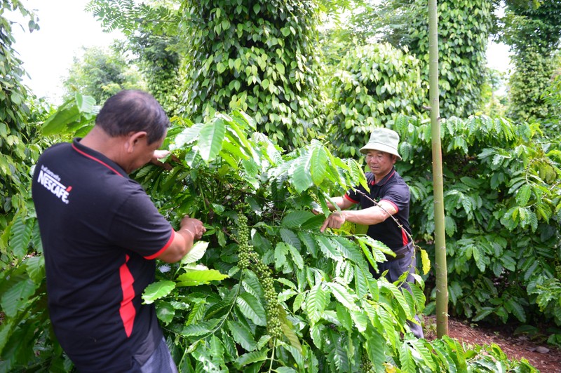Kỹ thuật viên của Nestlé hướng dẫn nông dân trồng cây cà-phê theo phương thức mới, giúp mang lại hiệu quả kinh tế bền vững. Ảnh: Quốc Tuấn