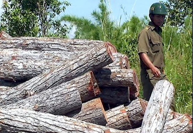 Số gỗ lậu bị phát hiện, bắt giữ tại xã Ea H’leo, huyện Ea H’leo.