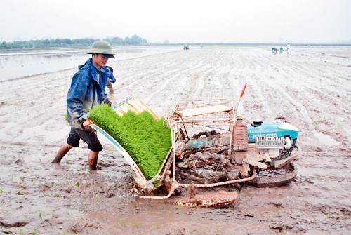 Cấy lúa bằng máy gieo mạ khay trên cánh đồng sau dồn điền đổi thửa ở xã Vạn Hoàng (Phú Xuyên).