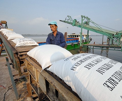 Vận chuyển gạo xuất khẩu tại Cần Thơ. Ảnh: NGỌC TRINH
