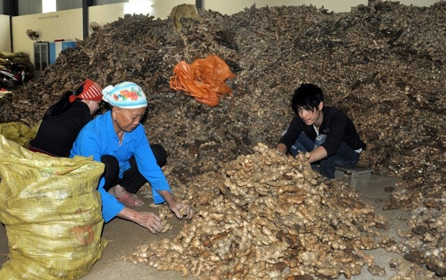 Người dân tộc Dao ở Tân Sơn đóng gói gừng để bán cho các doanh nghiệp.