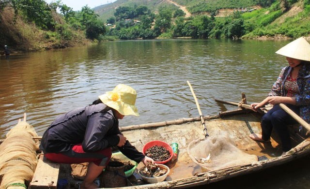Hộ khai thác thủy sản tự nhiên cùng tham gia vớt cá chết, giảm ô nhiễm nước sông.