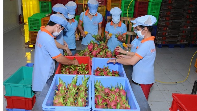 Sau vải và xoài, Australia xem xét nhập khẩu thanh long Việt Nam