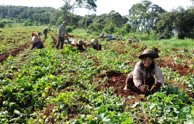 Nông dân xã Nâm N’đir, huyện Krông Nô phấn khởi vì khoai lang được mùa, được giá.