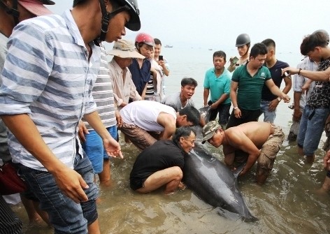 Ngư dân Đà Nẵng và người dân nỗ lực cứu cá heo vị thương sáng 20-5 