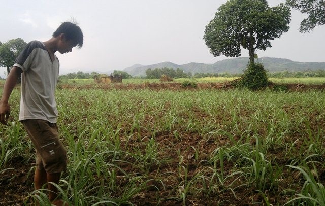 Nông dân huyện miền núi Đồng Xuân, tỉnh Phú Yên phấn khởi thăm ruộng mía sau cơn mưa