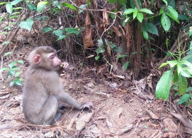 Cá thể khỉ đuôi lợn quý hiếm được thả về rừng tự nhiên Nam Hải Vân chiều 25-5