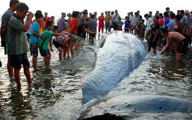 Nhân dân xã Diễn Thịnh, huyện Diễn Châu giải cứu cá voi mắc cạn về biển. (Ảnh: Trần Cảnh Yên).