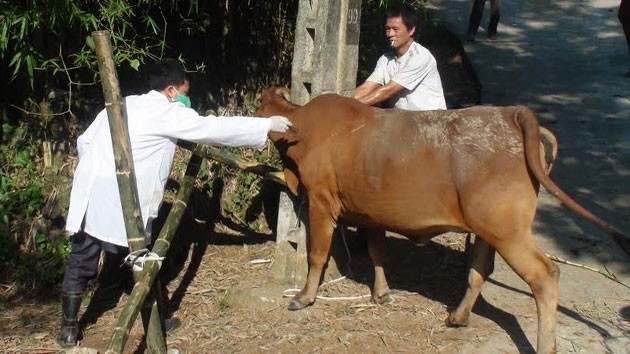 Cán bộ thú y tỉnh Phú Thọ tiêm phòng cho đàn gia súc trên địa bàn tỉnh. 