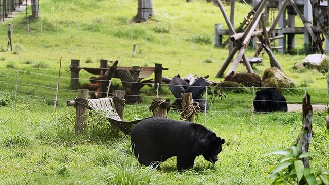 Các cá thể gấu được chăm sóc tại Trung tâm Cứu hộ Gấu Việt Nam thuộc Vườn quốc gia Tam Ðảo (Vĩnh Phúc) sau khi được cứu hộ. Ảnh: MỸ HÀ