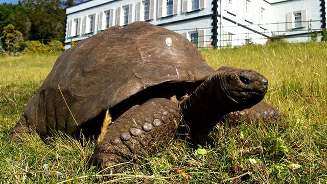Con rùa sống lâu nhất