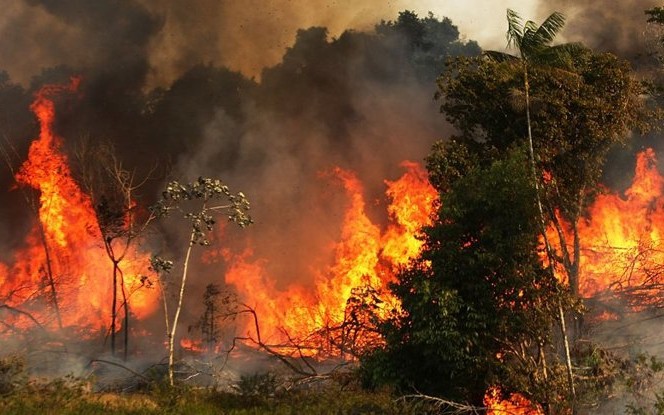Chỉ trong một tuần, hơn 9.500 đám cháy xảy ra tại rừng Amazon (Ảnh: Scienalert)